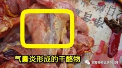 家禽氣囊炎其實(shí)不難治，找對(duì)方法最重要！